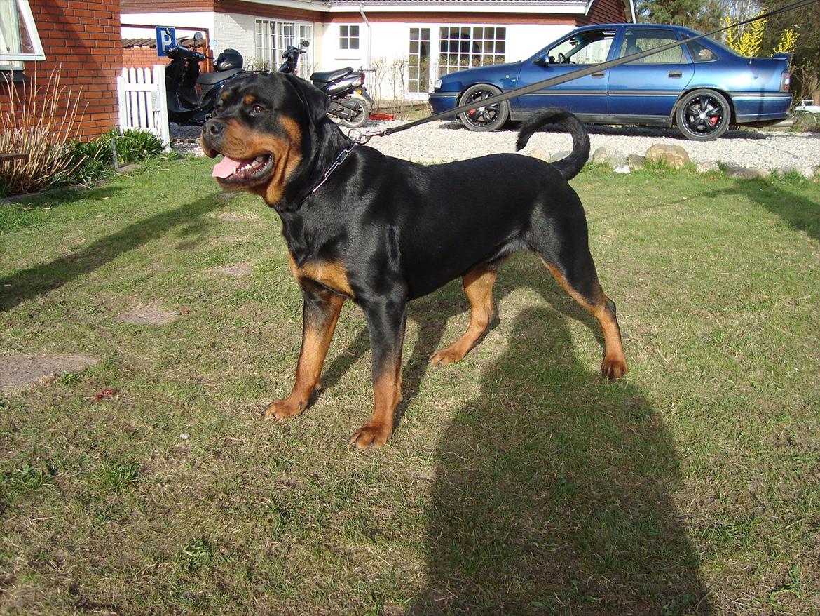 Rottweiler Theo billede 12