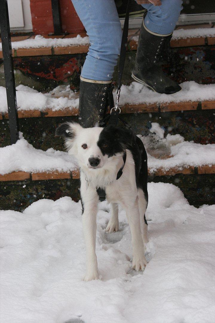 Blanding af racer Tulle -ikke min mere billede 5