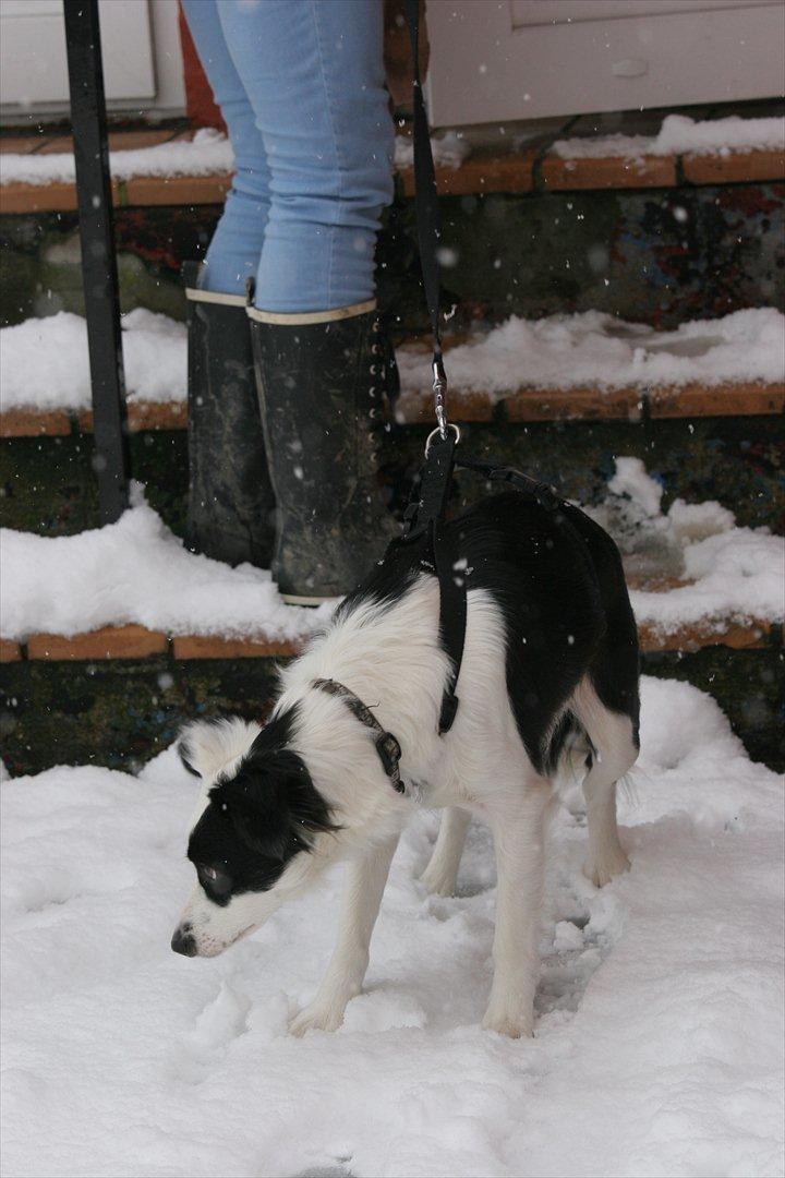 Blanding af racer Tulle -ikke min mere billede 6