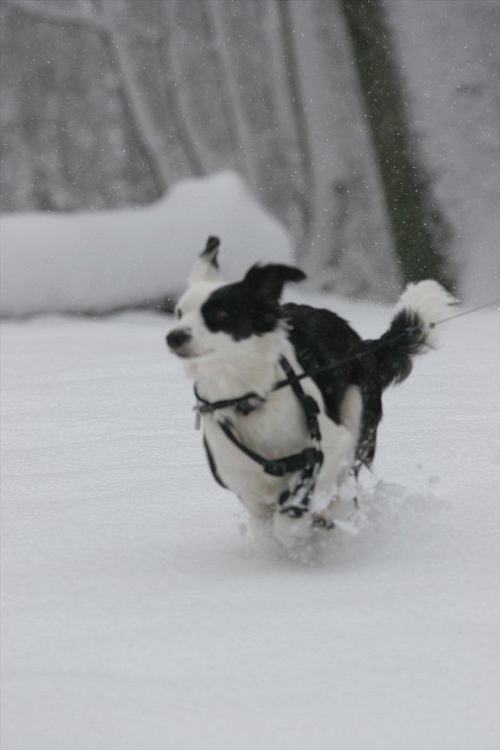 Blanding af racer Tulle -ikke min mere billede 7