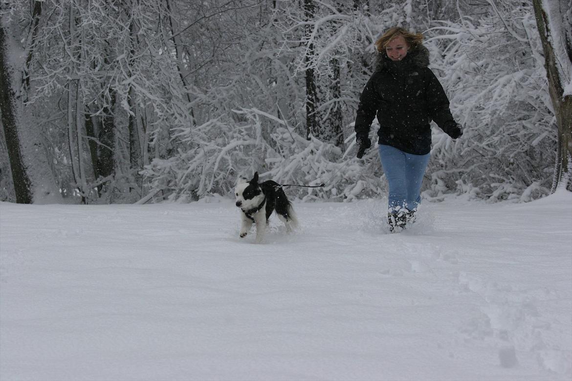 Blanding af racer Tulle -ikke min mere billede 9