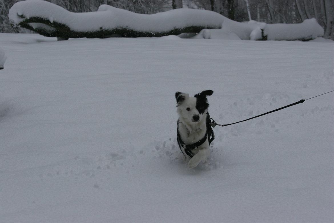 Blanding af racer Tulle -ikke min mere billede 10