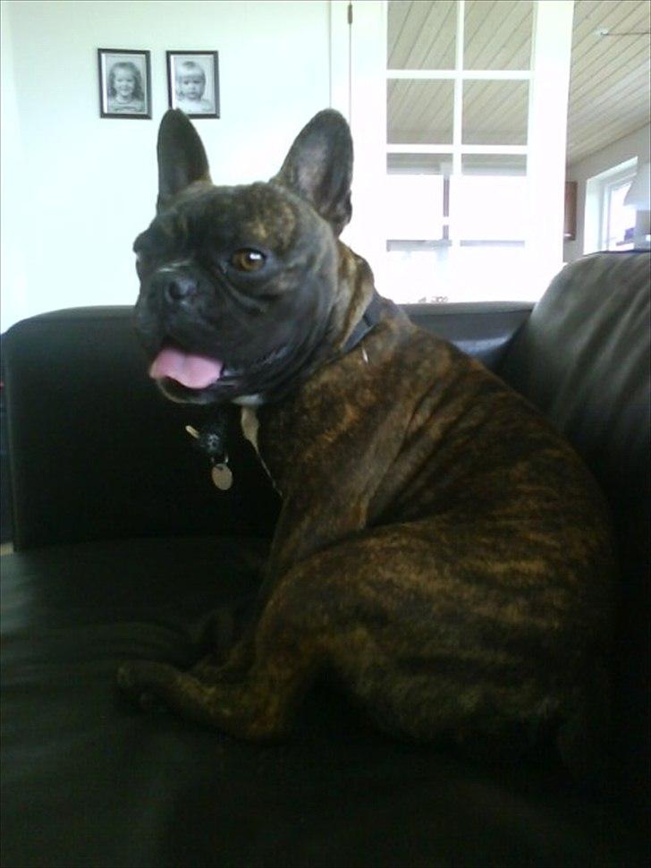 Fransk bulldog Kenzo billede 2