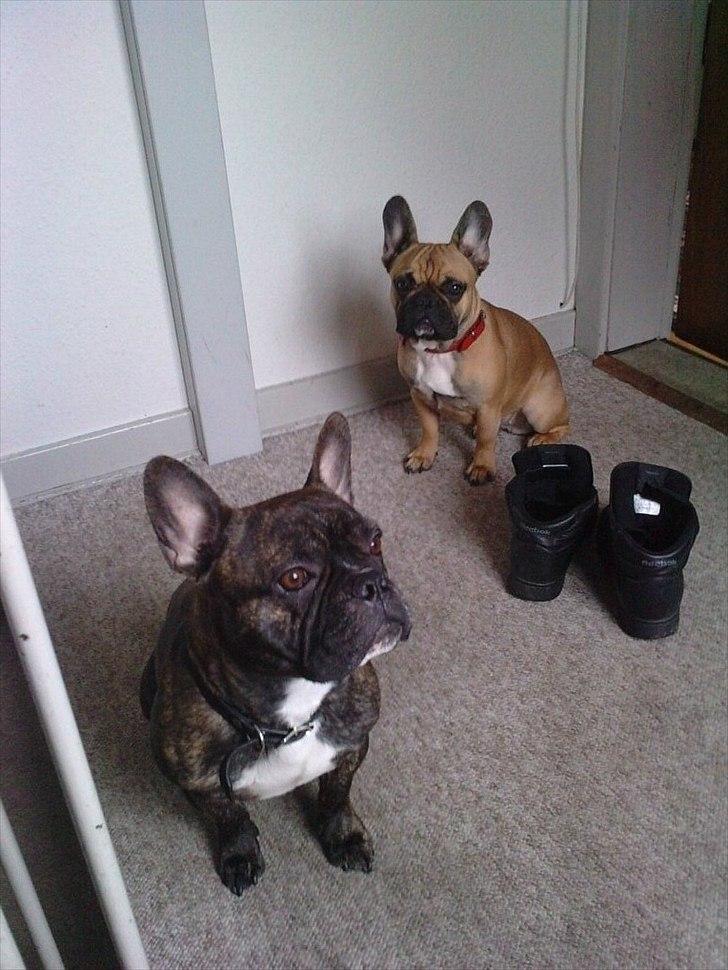 Fransk bulldog Kenzo billede 3