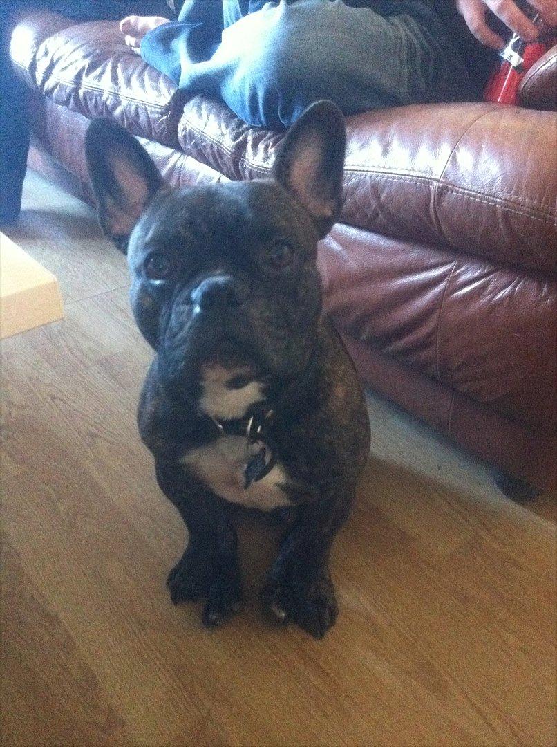 Fransk bulldog Kenzo billede 1