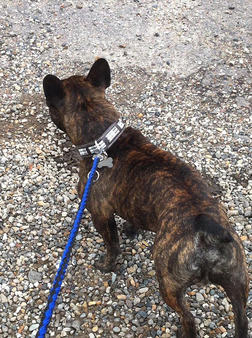 Fransk bulldog Kenzo billede 4