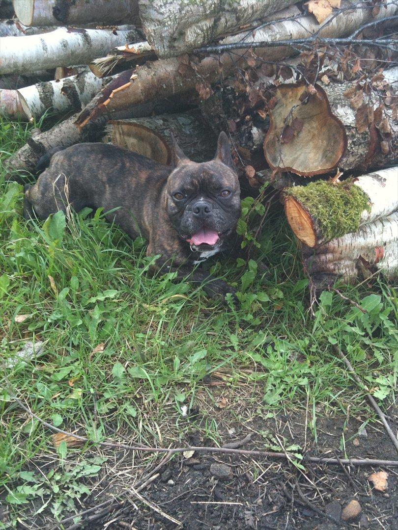 Fransk bulldog Kenzo billede 5