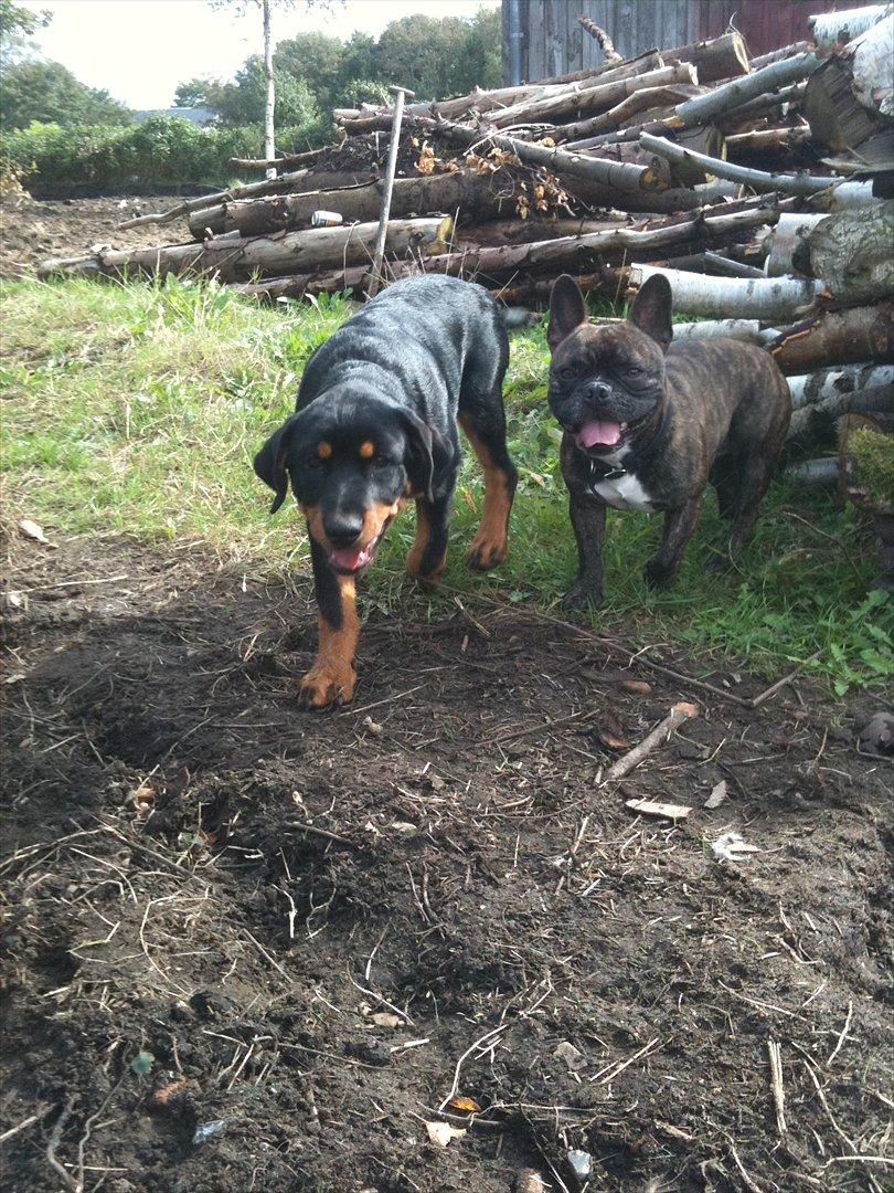 Fransk bulldog Kenzo billede 6