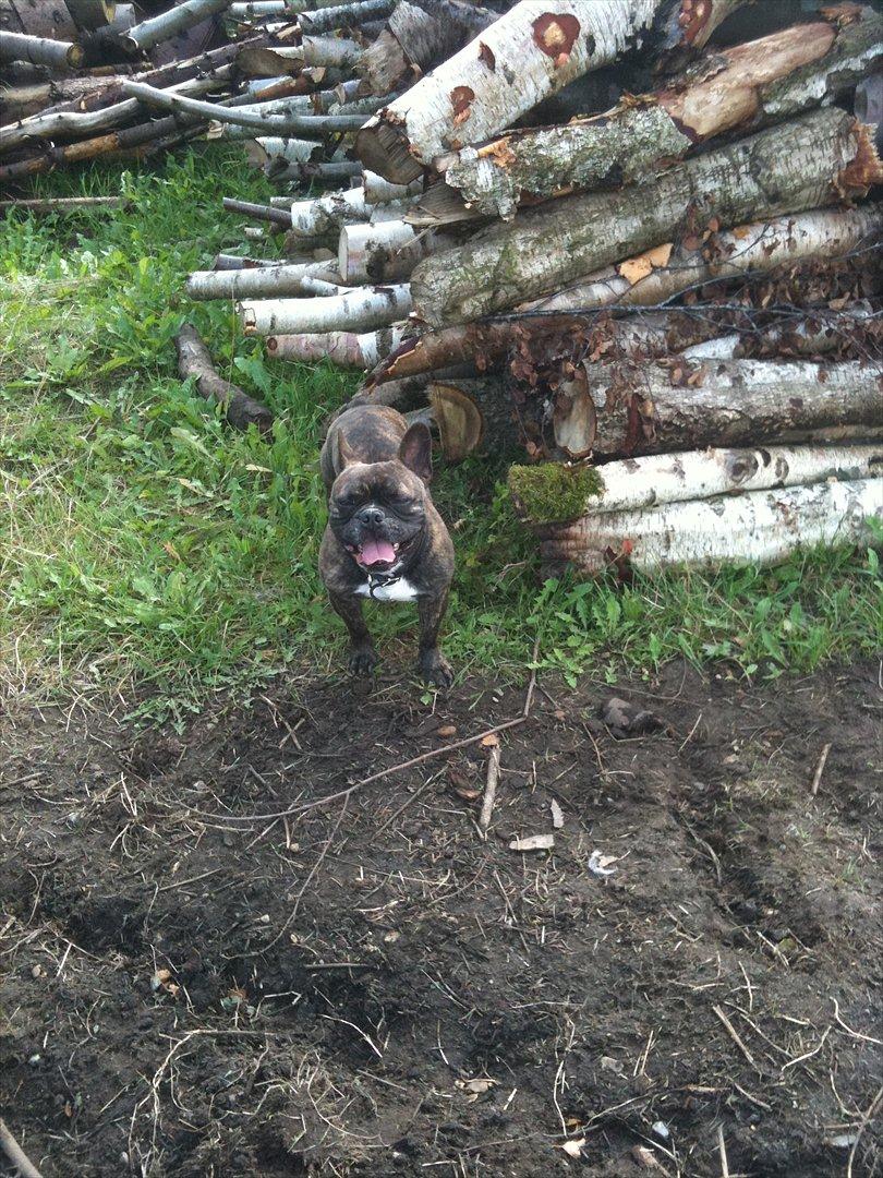 Fransk bulldog Kenzo billede 7