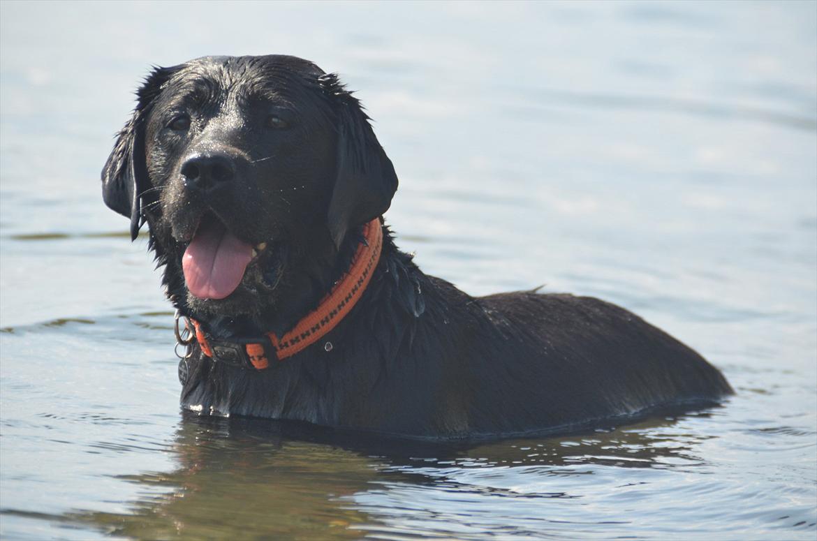 Labrador retriever Balder - Velkommen til Balders profil (-: billede 1