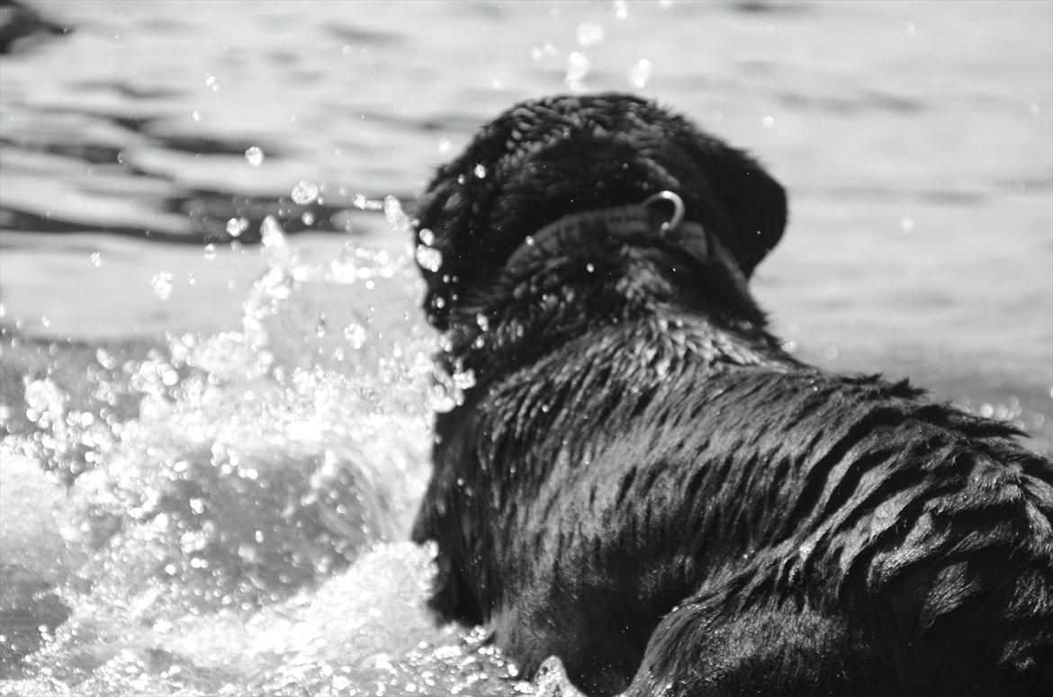 Labrador retriever Balder billede 3