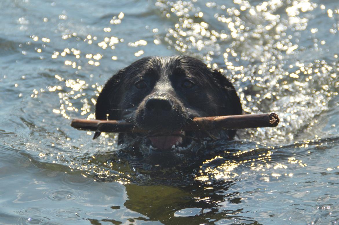Labrador retriever Balder billede 2