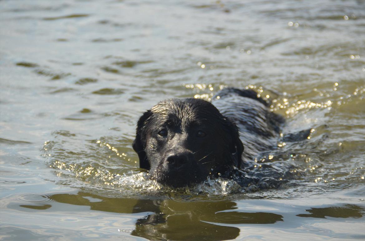 Labrador retriever Balder billede 4