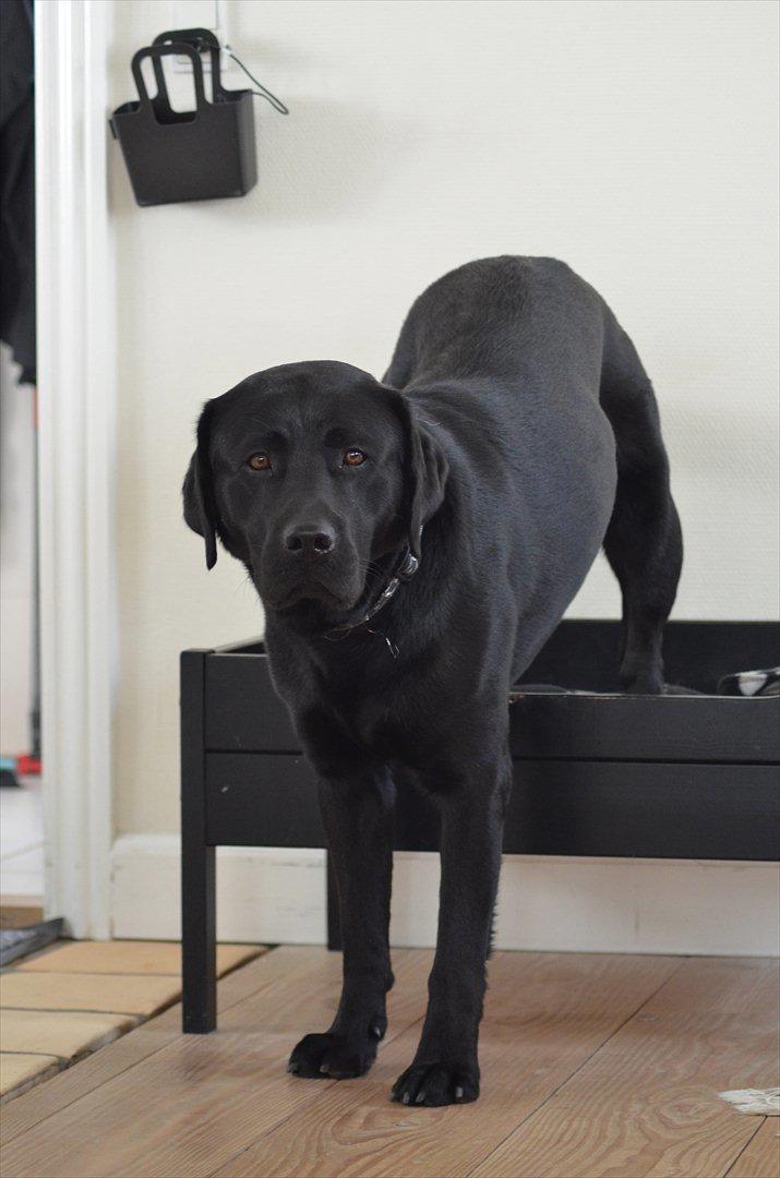 Labrador retriever Balder billede 6