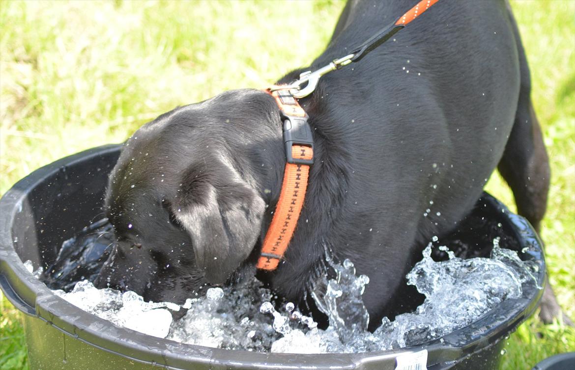 Labrador retriever Balder - det er ligemeget hvor står skålen med vand er .. bare han kan få hele sin krop med op den, når han skal have noget at drikke d: billede 7