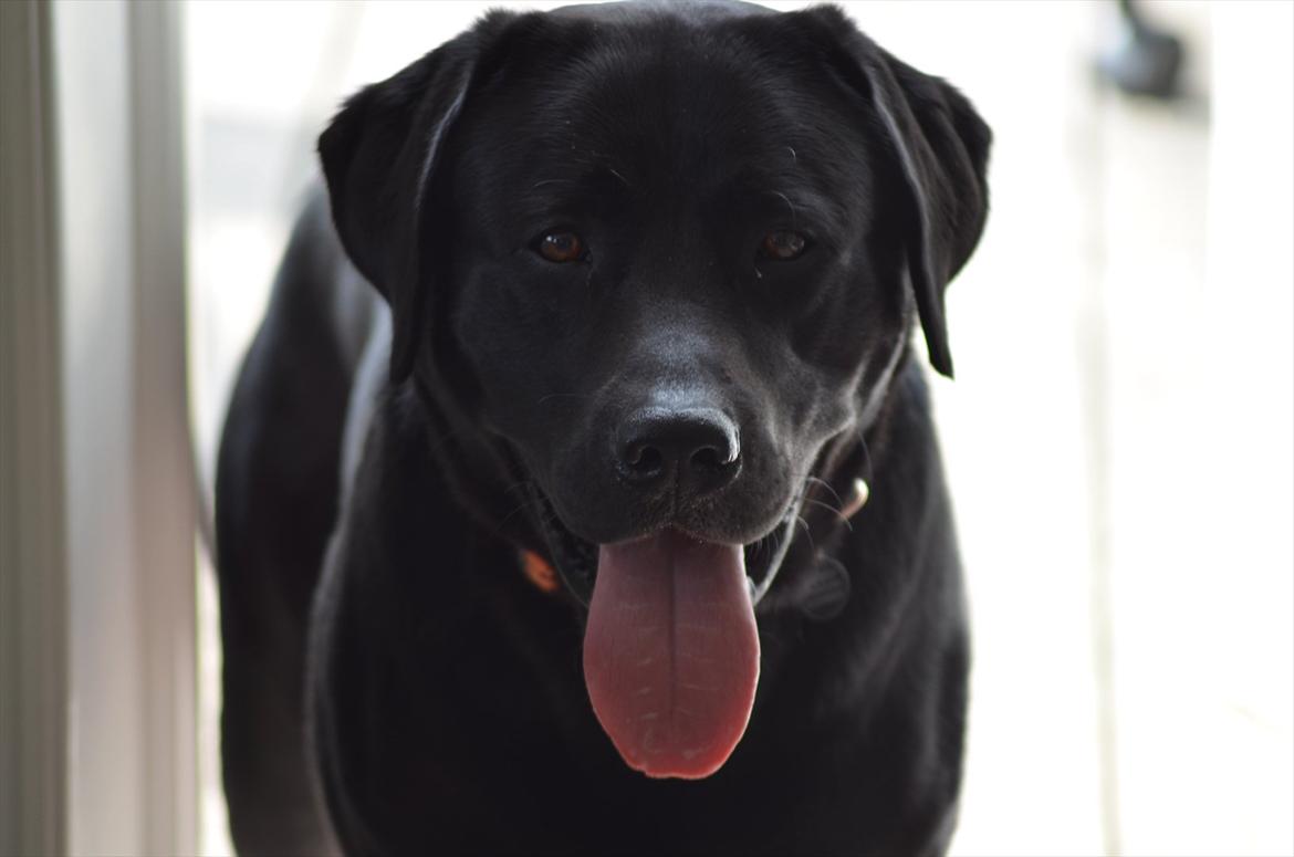 Labrador retriever Balder billede 8