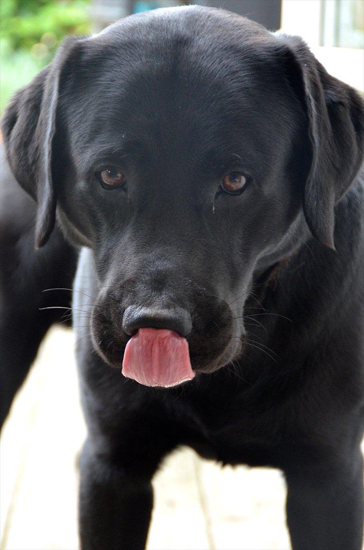Labrador retriever Balder billede 9