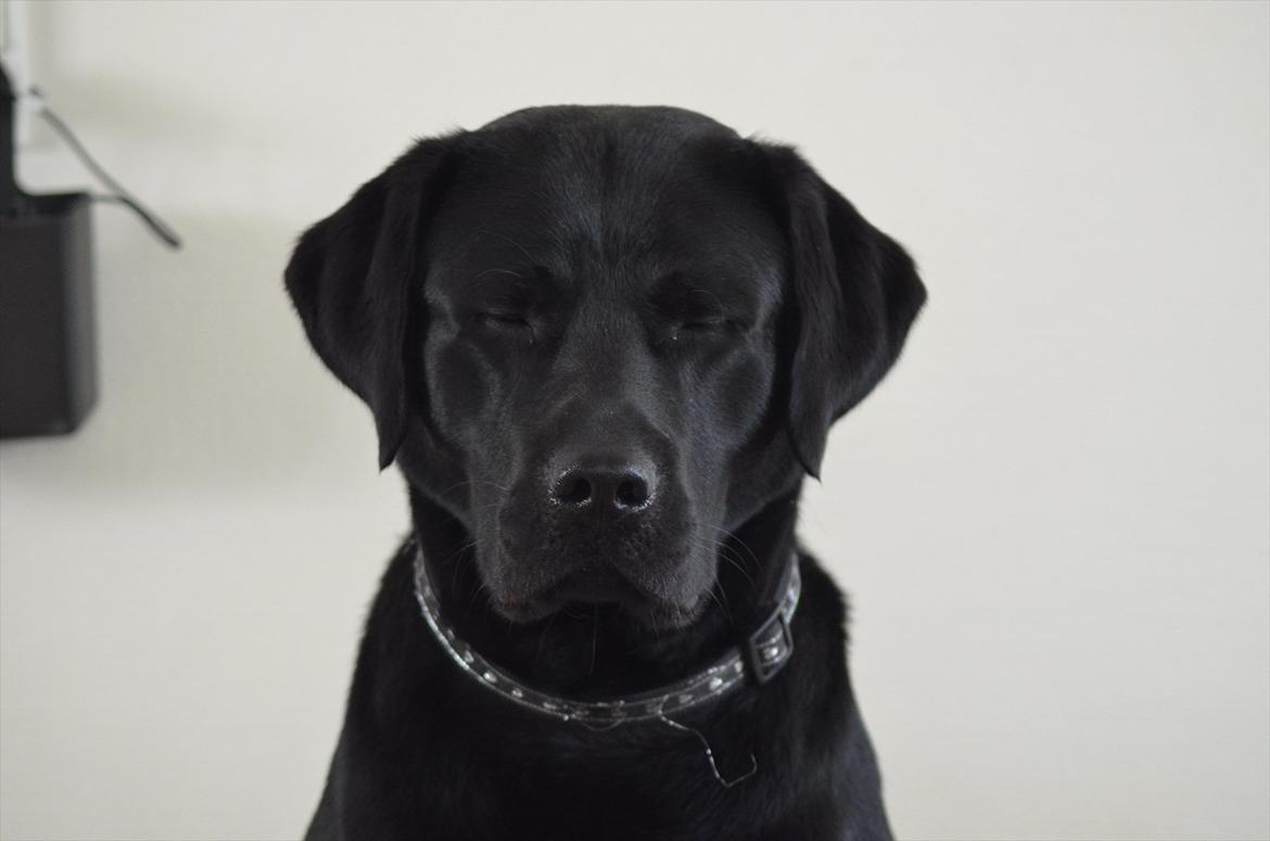 Labrador retriever Balder billede 10