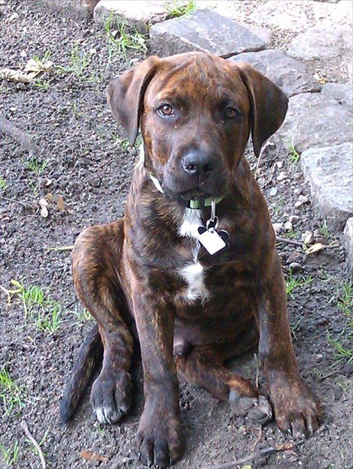 Blanding af racer lucky billede 1