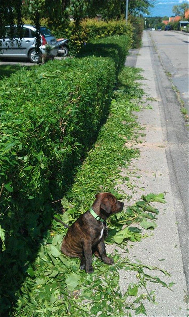 Blanding af racer lucky billede 2