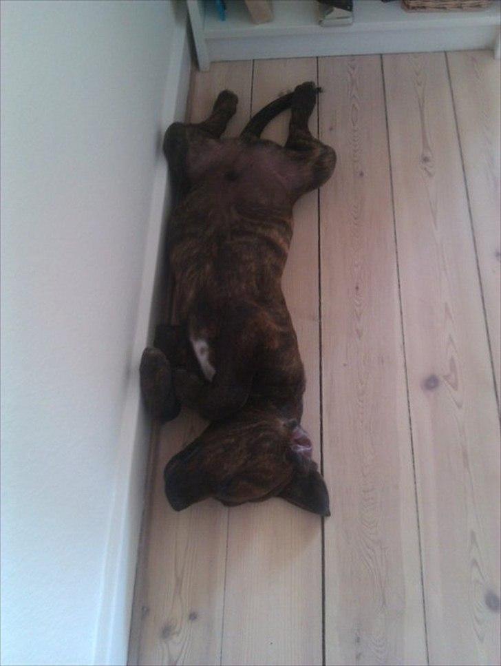 Blanding af racer lucky billede 3