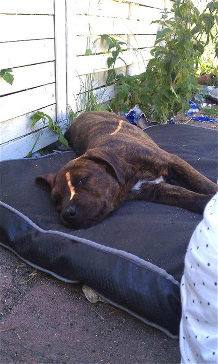 Blanding af racer lucky billede 4