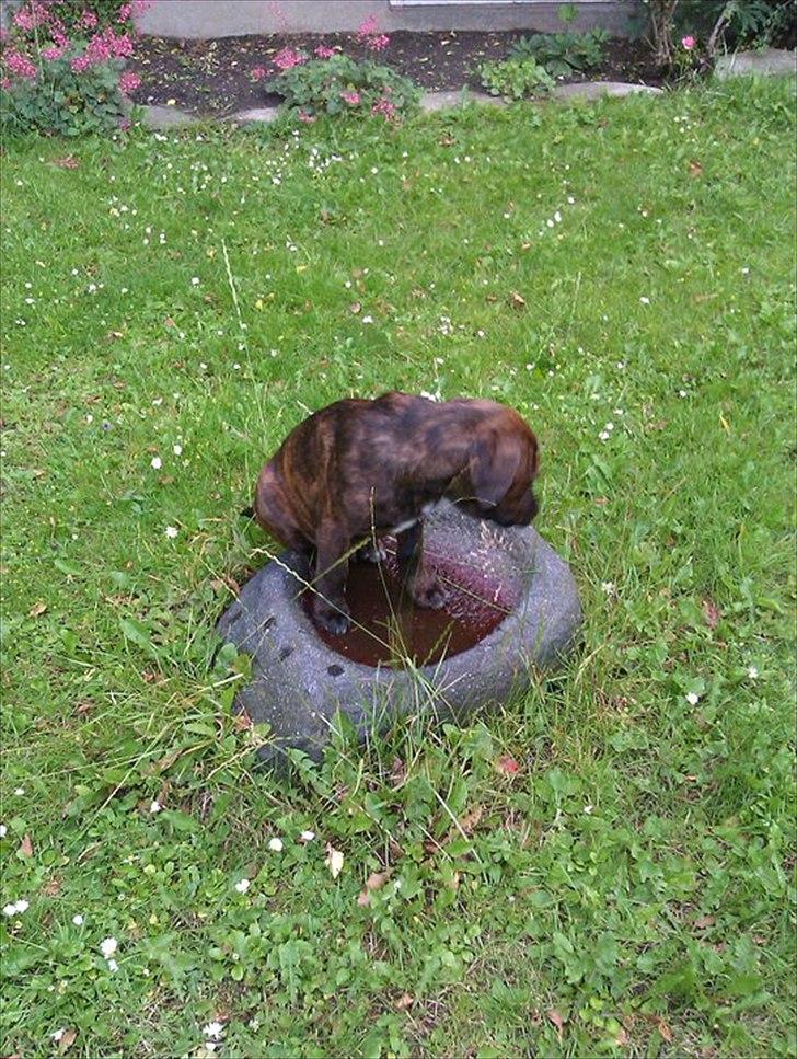 Blanding af racer lucky billede 5