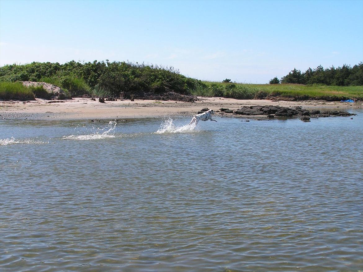 Dalmatiner Meizy - Meizy i fuld fart ved vandet :) billede 11