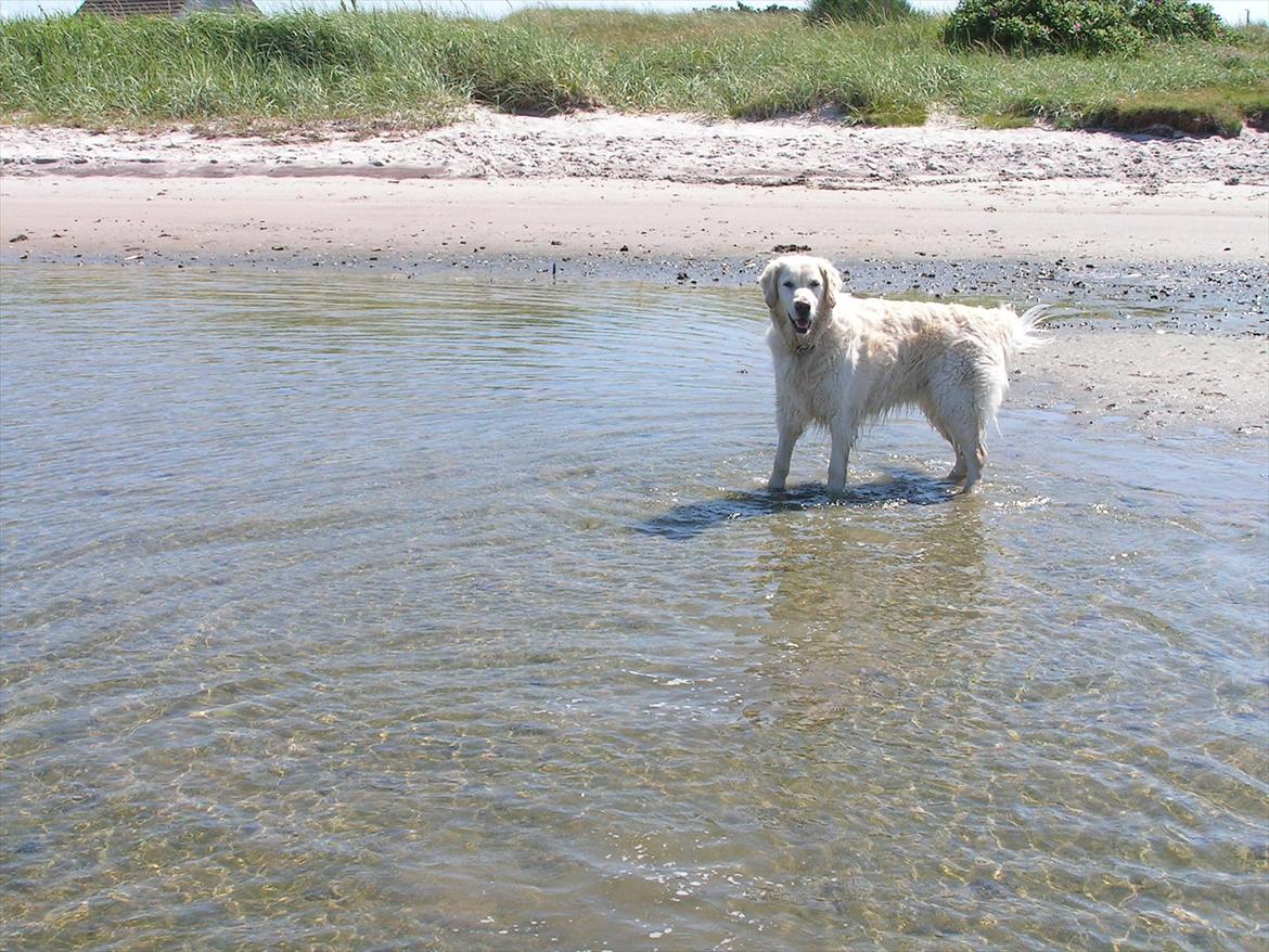 Golden retriever Stinne - Snart 9 år gammel og en afkølende tur til stranden :) billede 16