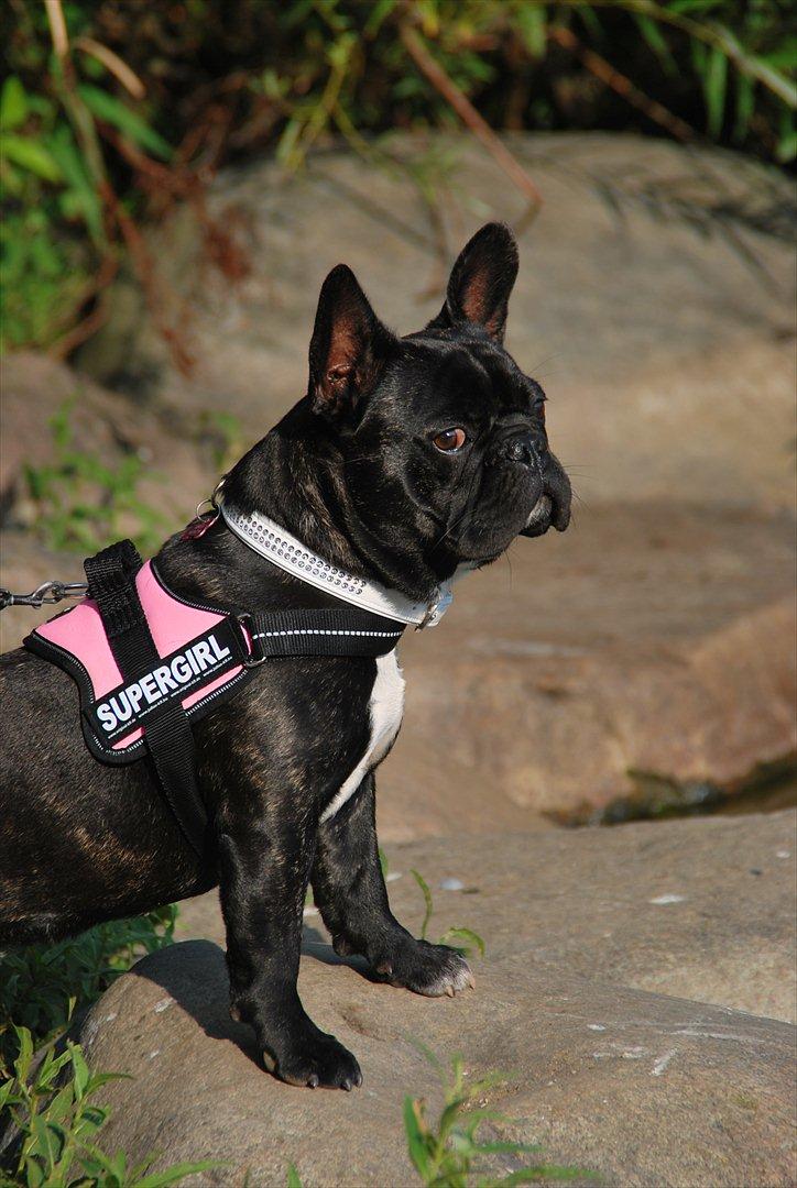 Fransk bulldog Berta <3 - damp :* - hvilken skønhed :* , med sin nye sele :D
- 9 måneder <3 billede 13