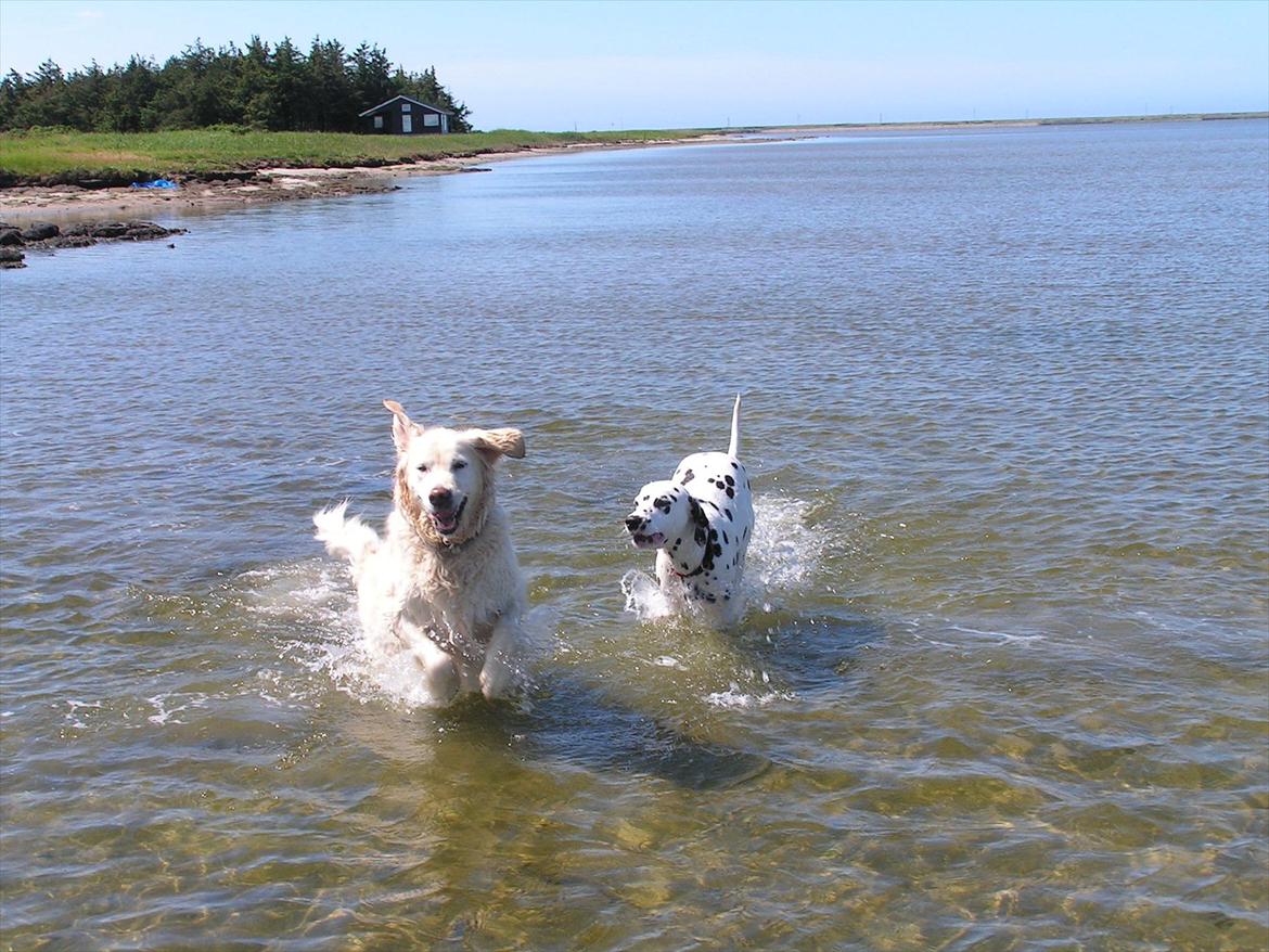 Golden retriever Stinne - Hygger med Meizy :) billede 17