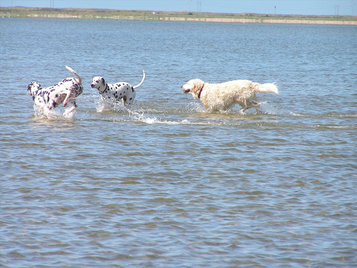 Golden retriever Stinne - Hygger med de plettede :) billede 18