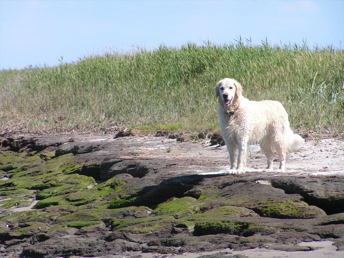 Golden retriever Stinne - Gamle smukke hund ! :) Hun er en ener !! billede 19
