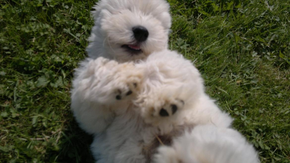 Blanding af racer Walde - hihihi hahaha  billede 8