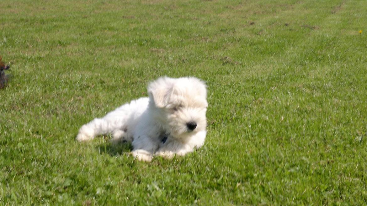 Blanding af racer Walde billede 13