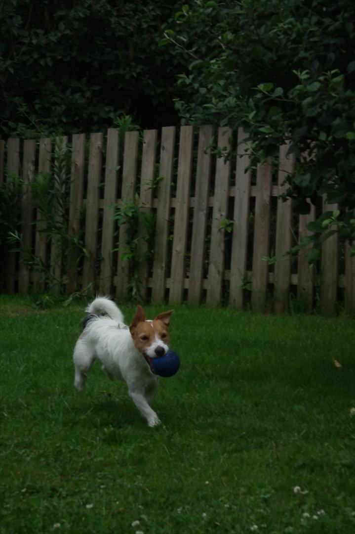 Jack russell terrier Max billede 3
