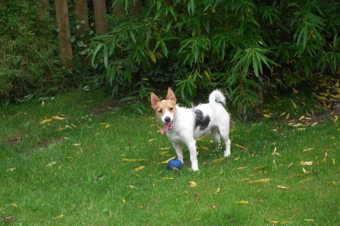 Jack russell terrier Max billede 4