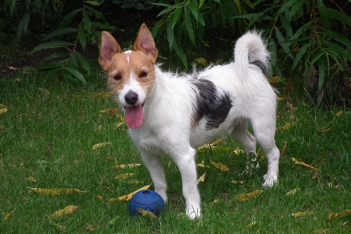 Jack russell terrier Max billede 5