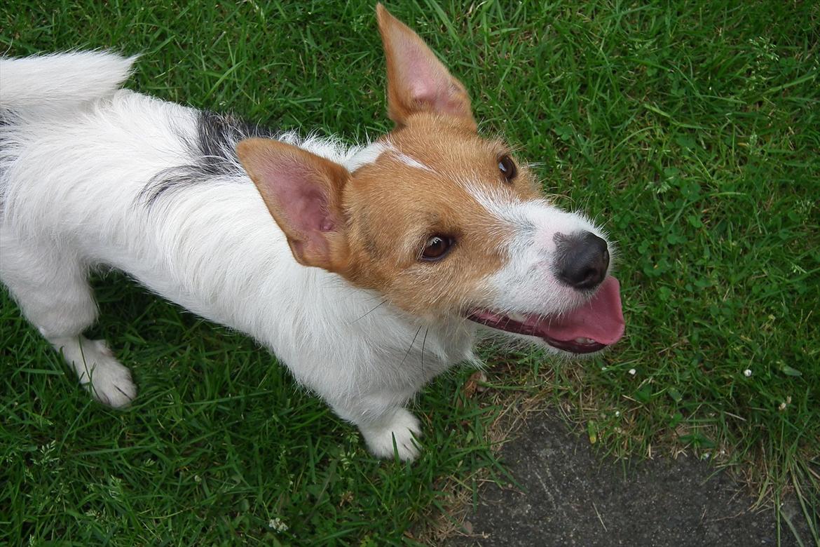 Jack russell terrier Max billede 6