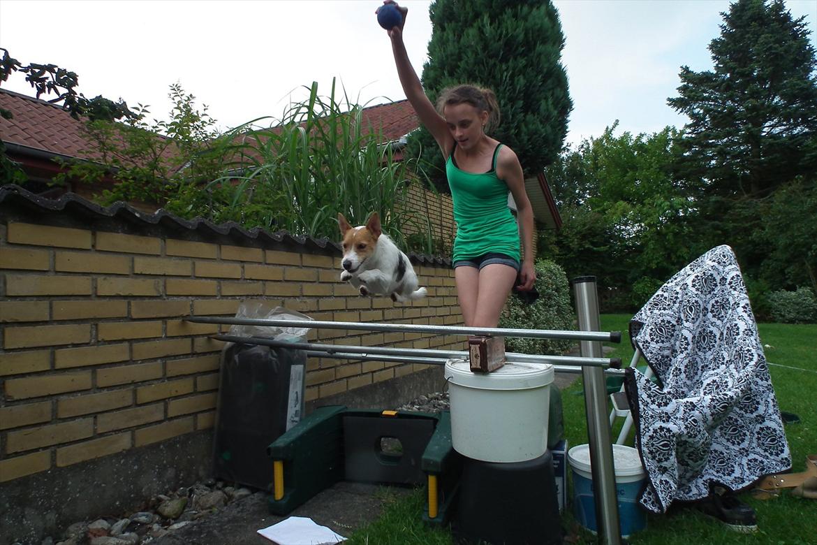 Jack russell terrier Max billede 7