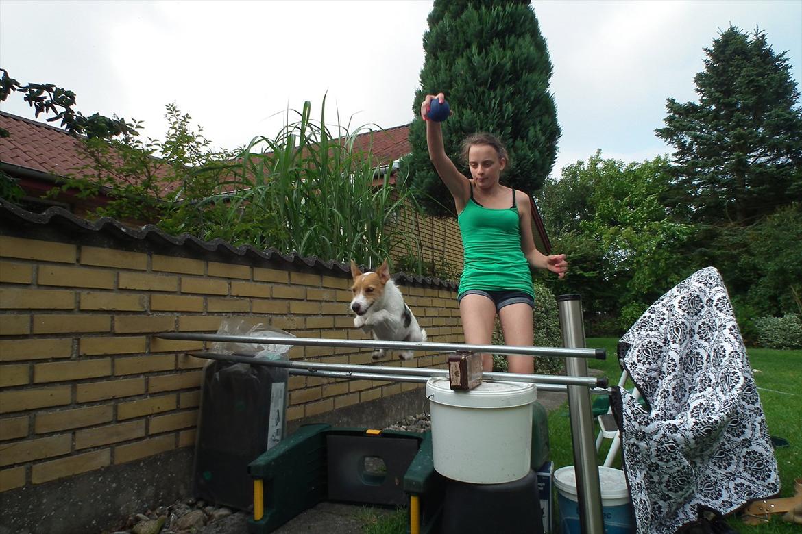 Jack russell terrier Max billede 8