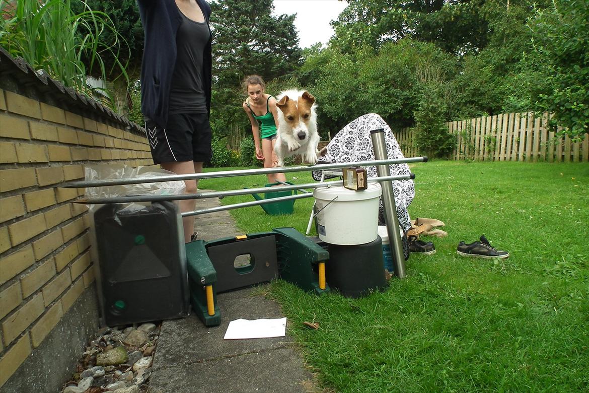 Jack russell terrier Max billede 9