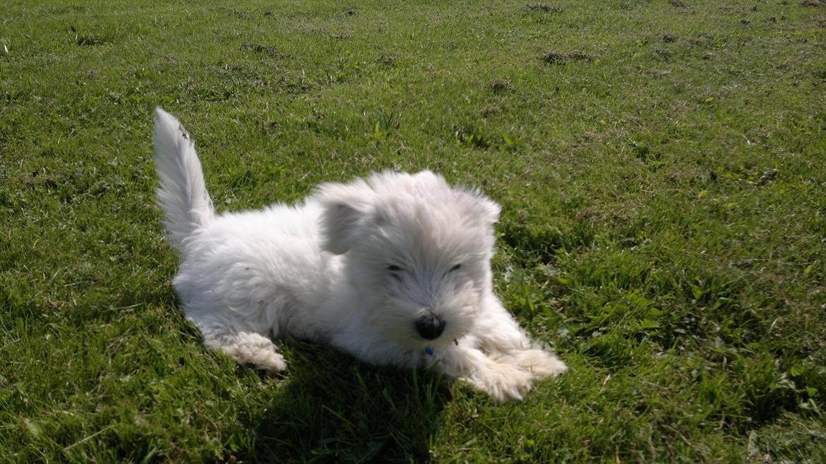 Blanding af racer Walde billede 2