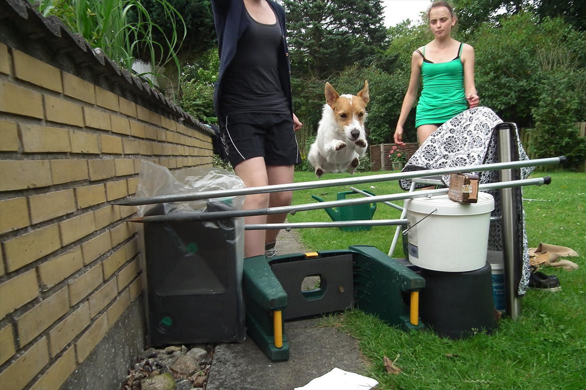 Jack russell terrier Max billede 10