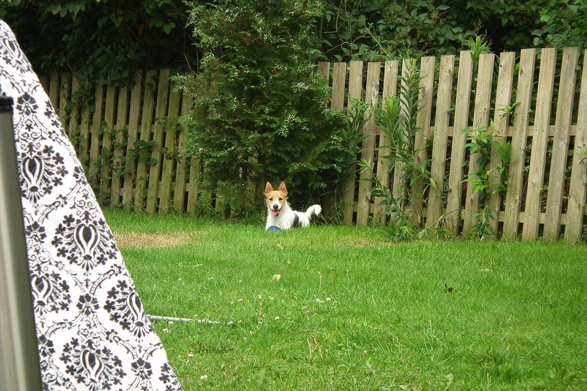 Jack russell terrier Max billede 11