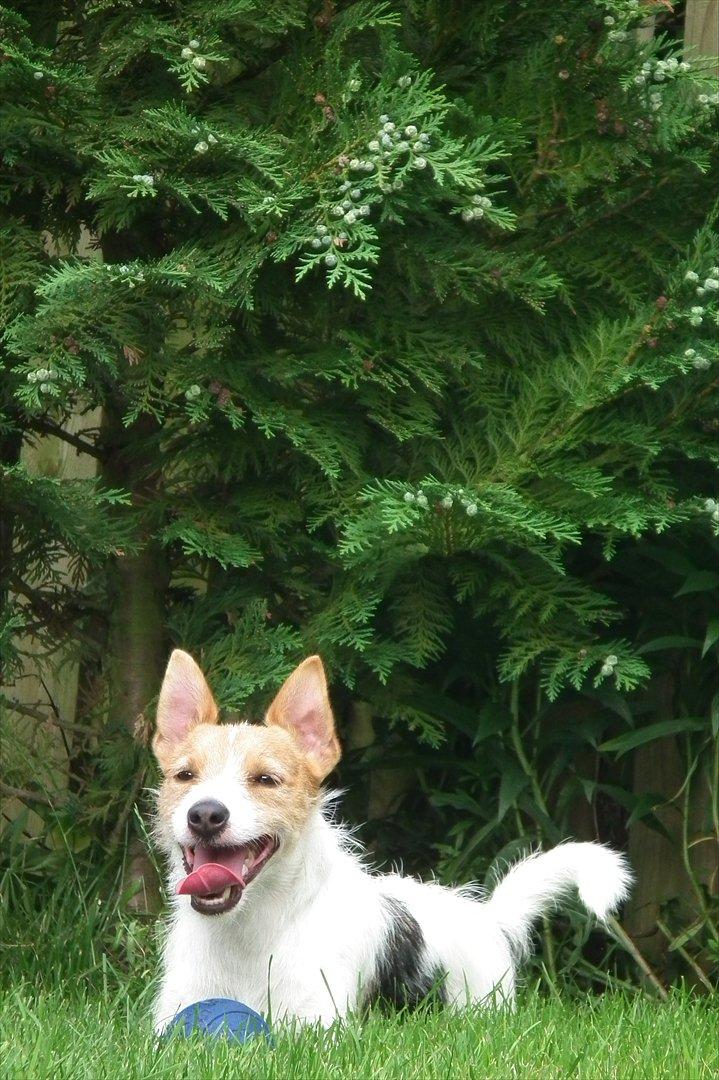 Jack russell terrier Max billede 12