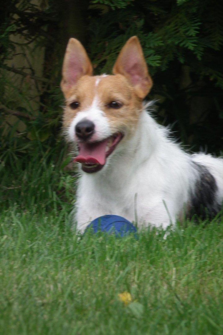 Jack russell terrier Max billede 13