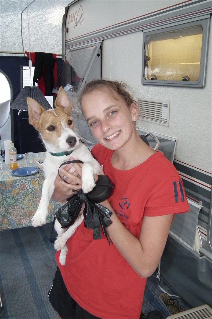 Jack russell terrier Max billede 14