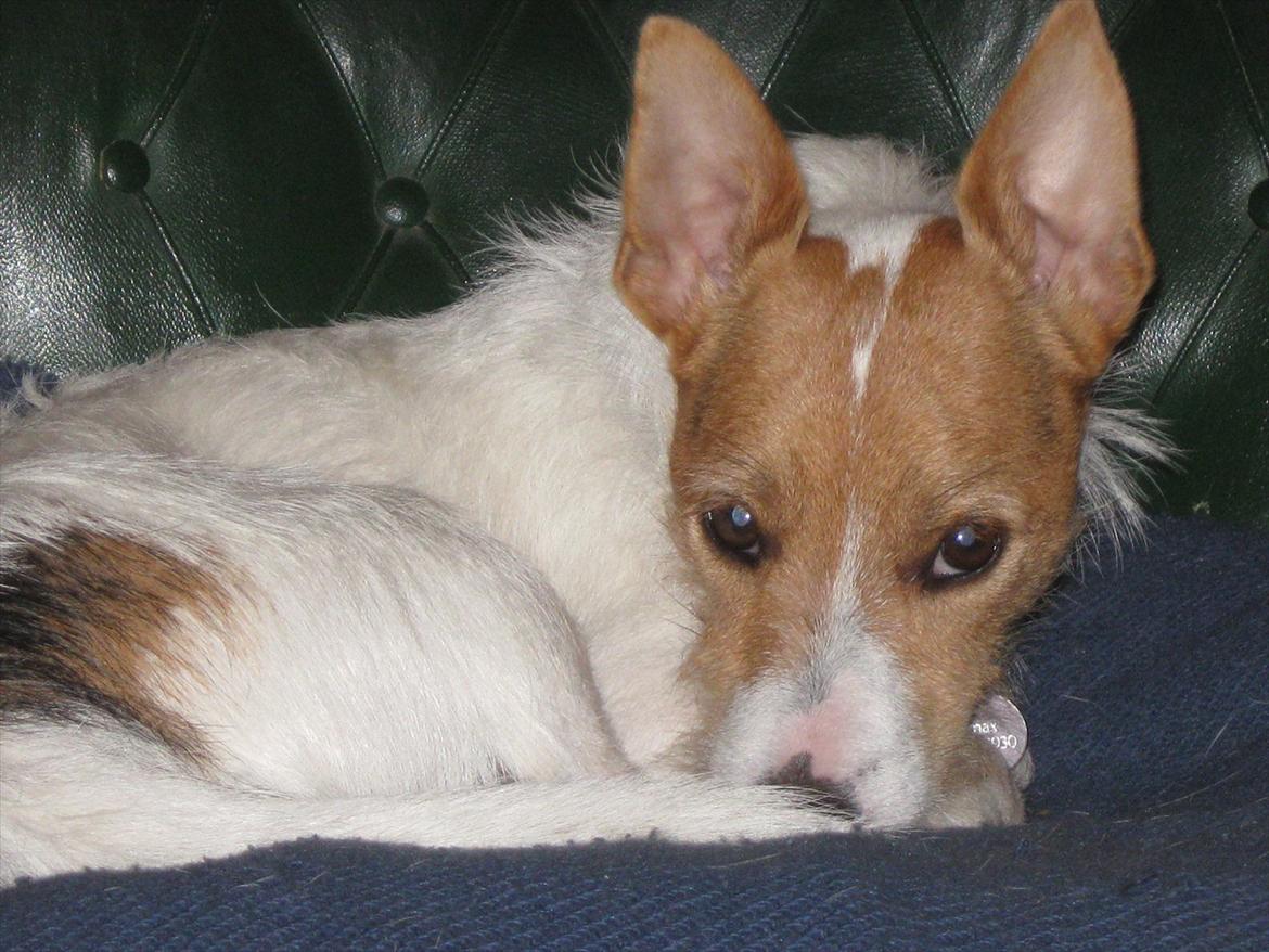 Jack russell terrier Max billede 15