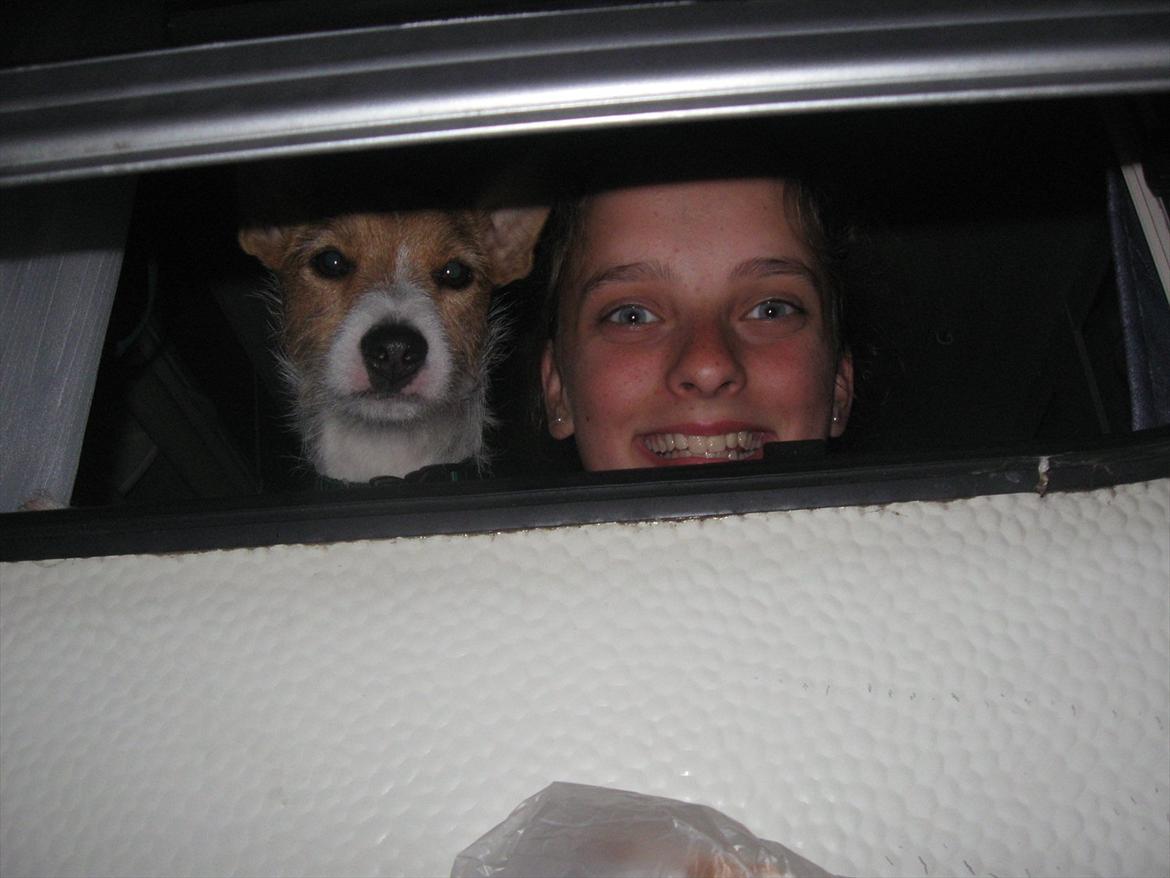 Jack russell terrier Max billede 16